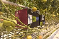 Ученые Северо-Кавказского университета повышают урожайность томатов с помощью звука
