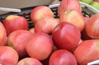 В 2021 году на Ставрополье ожидают рекордный урожай яблок