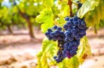 На Ставрополье собрали более 45 тысяч тонн винограда