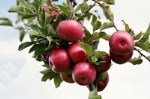Ставропольские яблоки накормят всю страну